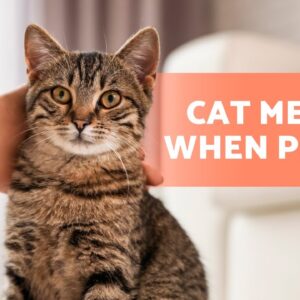 Why Does My CAT MEOW When I PET Them? ðŸ�±ðŸ”ŠðŸ‘‹ðŸ�» What It Says About Your Relationship!