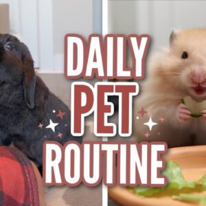 Daily Pet Routine 2021