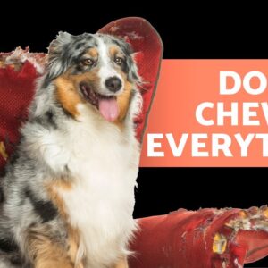 My DOG CHEWS EVERYTHING in Sight 🐶 (7 Reason Why and What to Do)