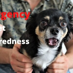 Emergency Pet Preparedness -5 tips to ensure your pet is taken care of
