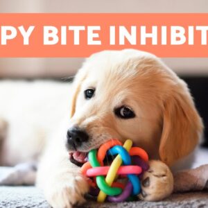 How to Teach a PUPPY to PLAY Without Biting ðŸ�¶ (5 Tips)