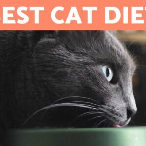 What is the Best DIET for a CAT? 🐱🍗 Feline Nutritional Needs