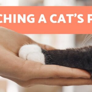 Why Don't Cats Like Their PAWS to be TOUCHED? 🐱🐾 (7 Reasons)