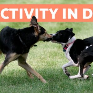 My DOG Goes CRAZY Around Other DOGS 🐶 (6 Causes of a REACTIVITY in DOGS)