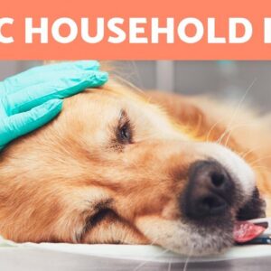 10+ COMMON Household ITEMS That Can KILL Your DOG 🐶⚠️