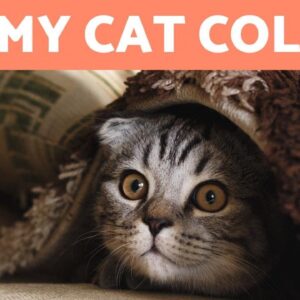 How Do I Know If My CAT Is COLD? 🐱❄️ + Ways to Protect Them