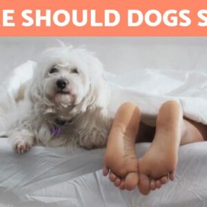 Where Should My DOG SLEEP? 🐶💤 5 Requirements for Healthy Rest