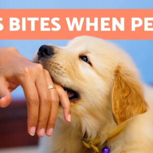 My DOG BITES My HANDS When I PET Them 🐶👋🏻 (5 Reasons and Solutions)