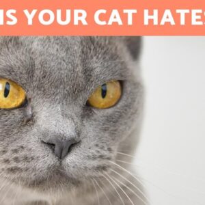 5 Signs Your CAT HATES YOU 😾 - Understanding Feline Aggression