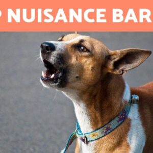 10 TIPS to STOP a DOG FROM BARKING Excessively 🐶🔊❌