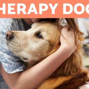 ASSISTED-THERAPY DOGS 🐶💚 Best Breeds & Characteristics of Pet Therapy Dogs