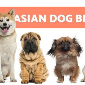 10 ASIAN DOG BREEDS №Ж№ Do You Know Them All?