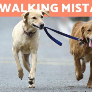 10 Common Mistakes When Walking Your Dog
