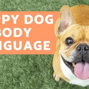 10 Dog BODY LANGUAGE Signs Your DOG is HAPPY 🐶✅