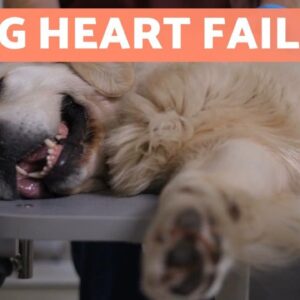 10 DOG BREEDS Most at Risk of HEART DISEASE ðŸ�¶