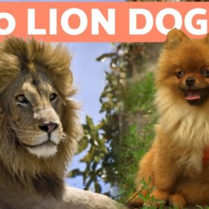 10 DOGS That Look Like LIONS 🦁 Leonine Dog Breeds