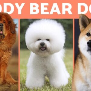 10 DOGS That Look Like TEDDY BEARS 🐻