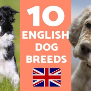 10 English Dog Breeds - With Descriptions