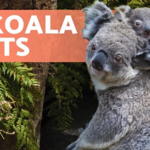 10 FACTS You Didn't Know About KOALAS 🐨🌿 Find out!