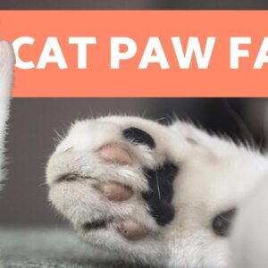 10 FUN FACTS About CAT PAWS 🐾🐱 Find Out More!