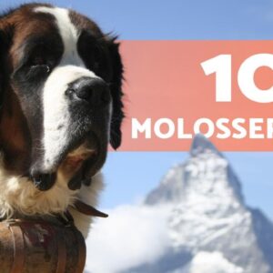 10 MOLOSSER DOG BREEDS 🔥 (+ Fun Facts)