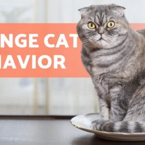 10 STRANGE CAT BEHAVIORS ðŸ�± Does Your Cat Do Them?
