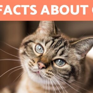 100 FACTS About CATS That May SURPIRSE You 🐱🐾