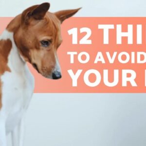 12 Things You Must NEVER Do to Your DOG 🐶