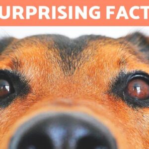 20 CURIOUS FACTS About DOGS That Will Surprise You 🐶