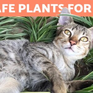 20 SAFE PLANTS for CATS ðŸŒ¿ For the Home and Garden