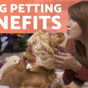 5 BENEFITS of PETTING Your DOG 🐶