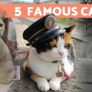 5 CATS That Made HISTORY 🐱 Find Out Their Amazing Stories!
