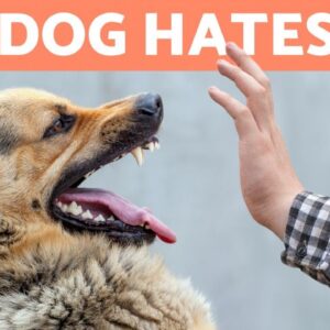 5 SIGNS Your DOG HATES You 🐶⚠️