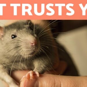 5 SIGNS Your RAT LOVES You ðŸ�­â�¤ï¸�