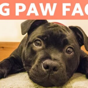 7 FACTS About DOG PAWS 🐶🐾 Dog Paw Anatomy