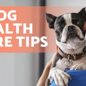 7 TIPS to CARE for Your DOG'S HEALTH 🐶💚