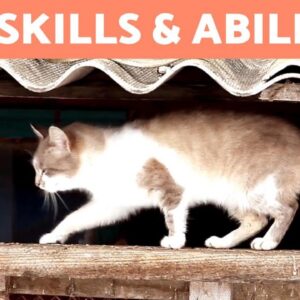 7 UNIQUE CAT SKILLS and ABILITIES 🐱 Discover Them Here!