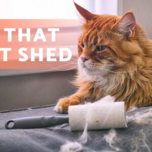 8 CAT BREEDS That SHED the LEAST 🐱