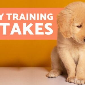 8 COMMON MISTAKES WHEN EDUCATING A PUPPY ❌ What to Avoid!