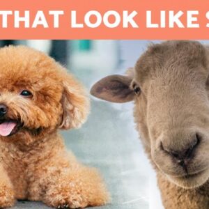 8 DOG BREEDS That Look Like SHEEP 🐑 or 🐩?