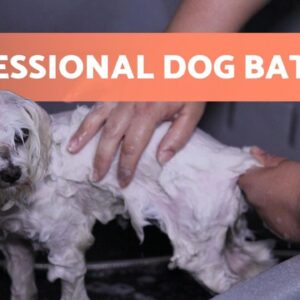 How to BATHE a DOG Properly at HOME ðŸ�¶ðŸš¿ (Professional Technique)