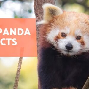 The RED PANDA ðŸ�¼â�¤ï¸� (Characteristics, Habitat, Diet and More!)