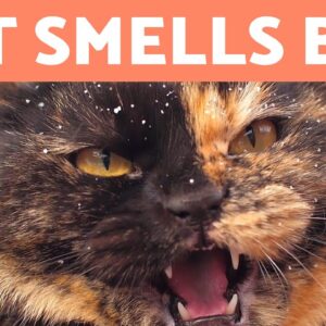My CAT SMELLS VERY BAD ðŸ�±ðŸ’¨ðŸ˜µâ€�ðŸ’« (Why and What to Do)