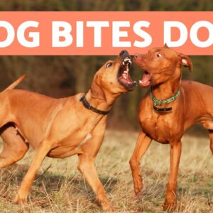 What to Do If My DOG BITES Another DOG? 🐶⚡🐶