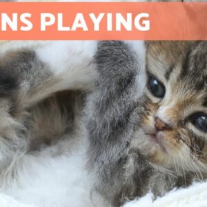 Best VIDEOS of KITTENS and CATS PLAYING Compilation😹