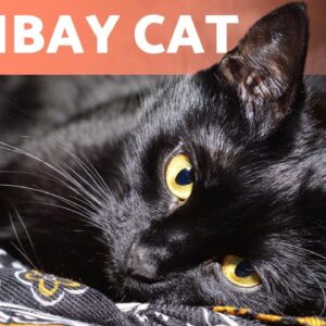 BOMBAY CAT 🐱 Characteristics, Care and Health! 🐾