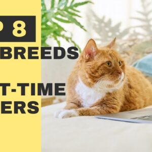 Top 8 Cat Breeds for First-Time Owners - Best Cat Breeds for First-Time Pet Owners