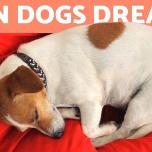 Can DOGS DREAM? 🐶💤 Sleep Cycle in Dogs