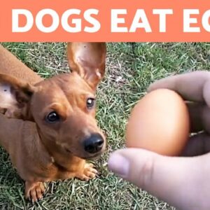 Can Dogs Eat EGGS? - Raw, Cooked or With Shell?
