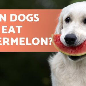 Can Dogs Eat WATERMELON? - We Explain All!